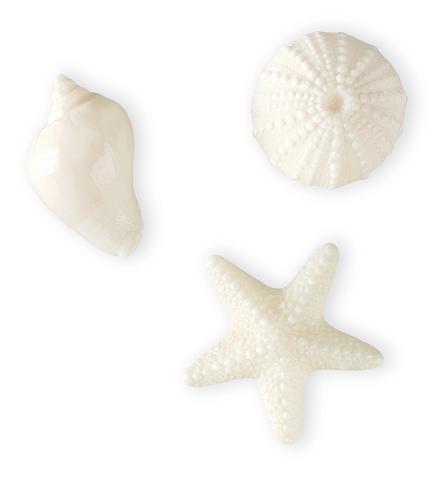 Novelty Soap - White Shell Assorted